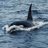 Spot orka's in Nieuw-Zeeland