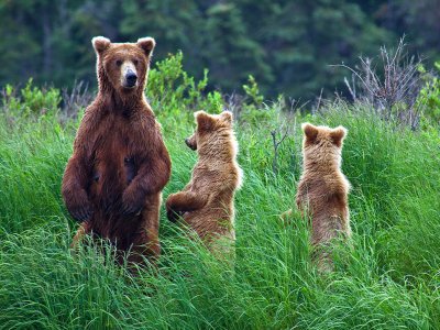 Ontmoet de grizzly beer in Alaska