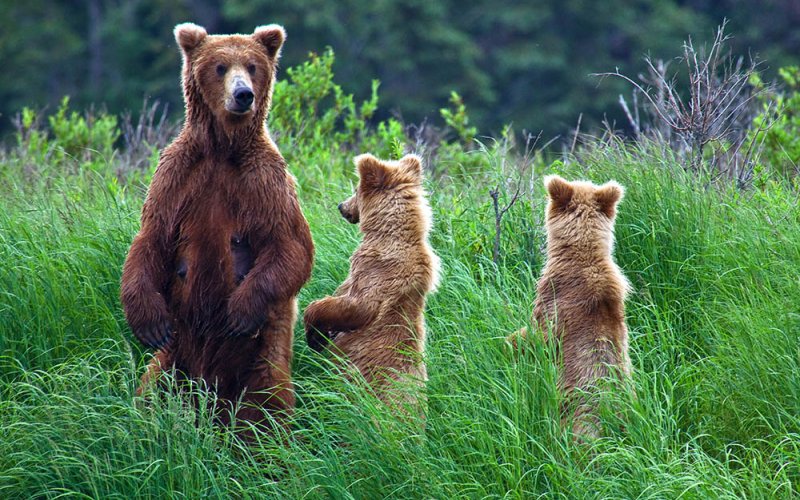 Ontmoet de grizzly beer in Alaska